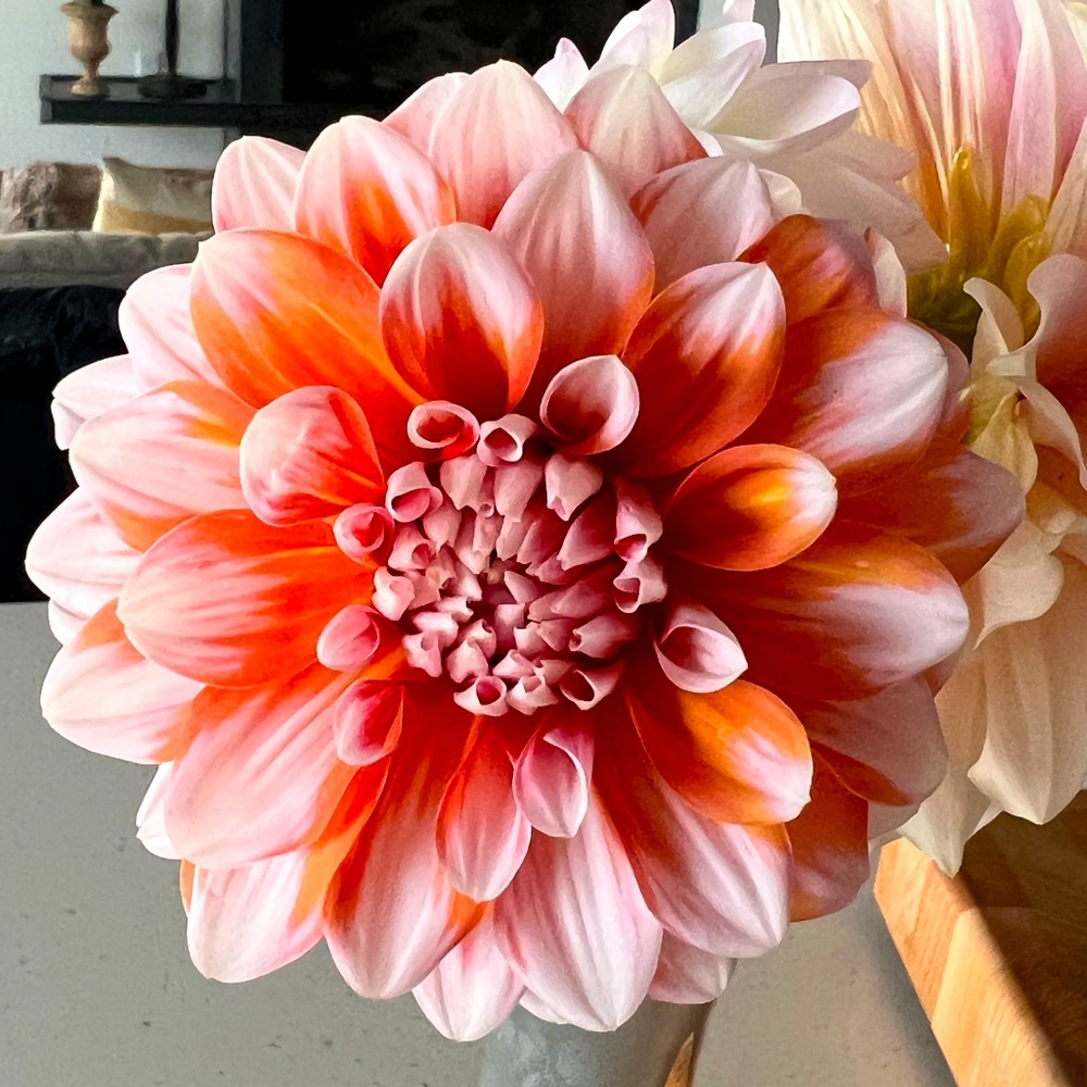 Ala Mode Dahlia Tuber